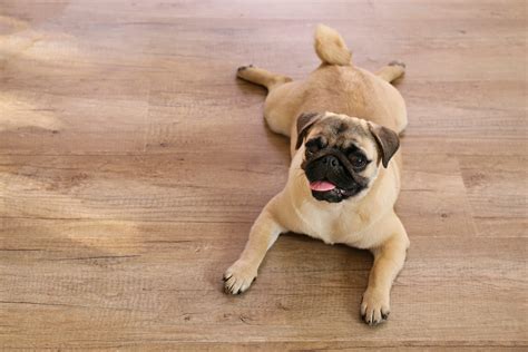 Best Dog-Proof Flooring Options to Save Your Sanity and Floors | Armadillo