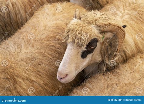 Portrait of Horned Ram in the Sheep Herd Stock Image - Image of ...