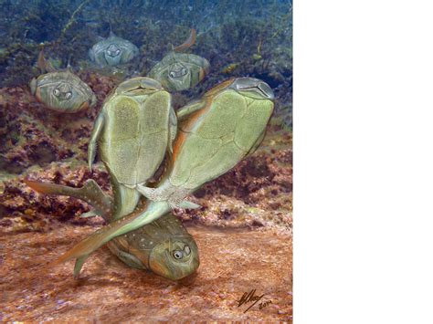 Earliest fish had sex | Science | AAAS