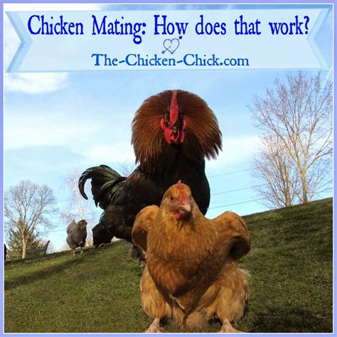 How Do Chickens Mate Diagram - Wiring Site Resource