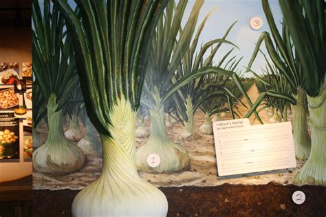 Vidalia Onion Museum | Explore Georgia