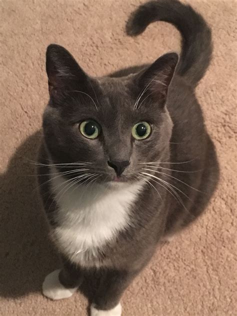 Adorable Tuxedo Cat with Green Eyes