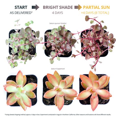 Using Sunlight to get Colorful Succulents - Mountain Crest Gardens