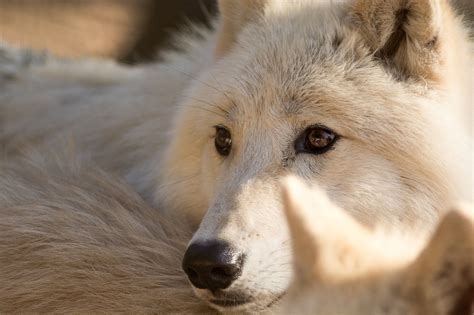 White Wolf Dog Breeds