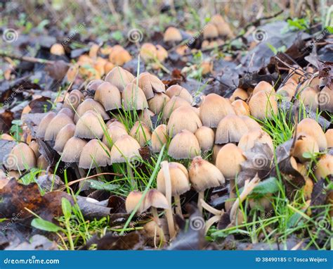 Coprinellus Micaceus Mushroom Stock Image - Image of closeup, grass: 38490185