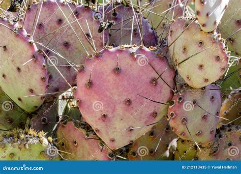Santa Rita Prickly Pear stock image. Image of macro - 212113435