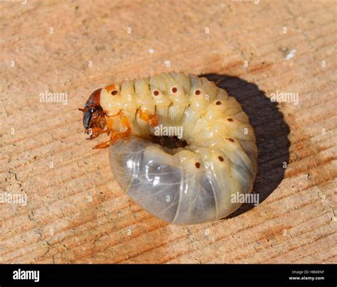 Potato Bug Larva