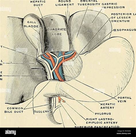 Hepatic Artery Liver Stock Photos & Hepatic Artery Liver Stock Images - Alamy