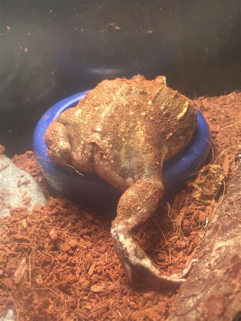 frog butt (he likes to sit in the worm bowl) : frogs