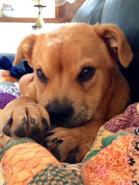 Lab Chow Mix Dogs Pictures at Carlos Pratt blog