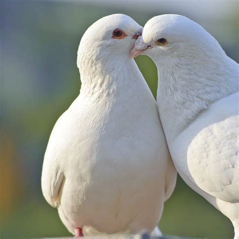 doves kissing - Google'da Ara | 動物