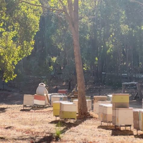 Bella Bees Honey | Raw West Australian Honey (@honeybellabees) • Instagram photos and videos