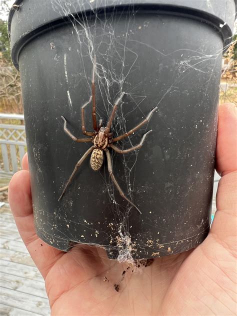 Giant House Spider Bite Huntsman Spider Wikipedia