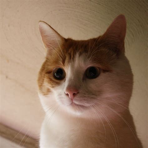 Cute Orange And White Cat