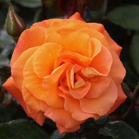 Precious Amber UK Potted Rose - Colin Gregory Roses Ltd