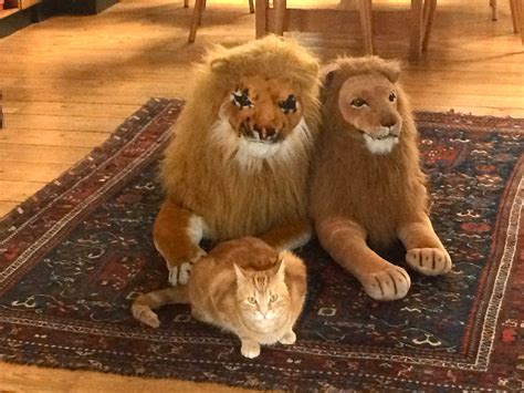 Are House Cats Just Small Lions at Carroll Zabala blog