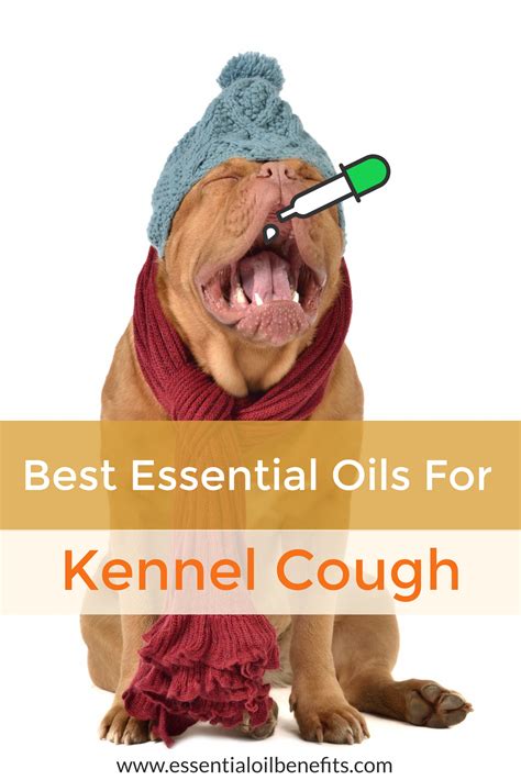 Kennel Cough Treatment Coconut Oil at Cameron Karen blog