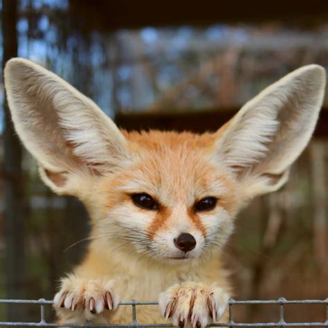 How To Buy A Fennec Fox - Theatrecouple12