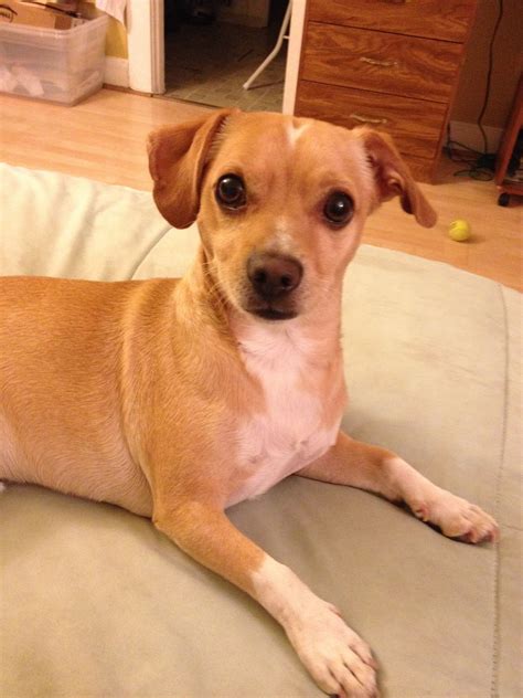 Chihuahua Dachshund Mix Dog Breeds