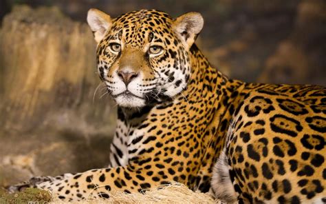 🔥 [50+] Leopard Wallpapers for Laptop | WallpaperSafari