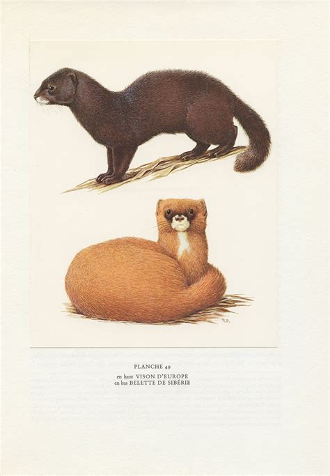 Weasel Vs Mink