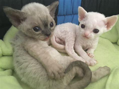 Devon Rex