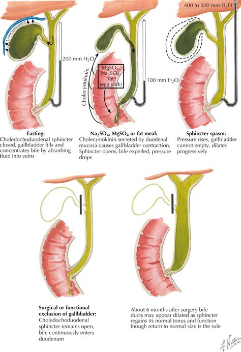 Gallbladder and Bile Ducts - Clinical Tree