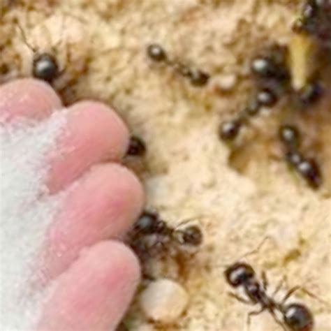 How to Get Rid of Ants using Baking Soda - Viral Recipes