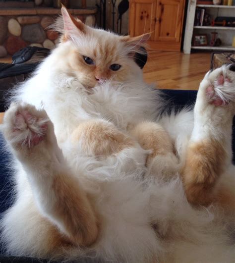 Ragtown cattery ragdoll cats ragdoll kitten breeder southwestern ...