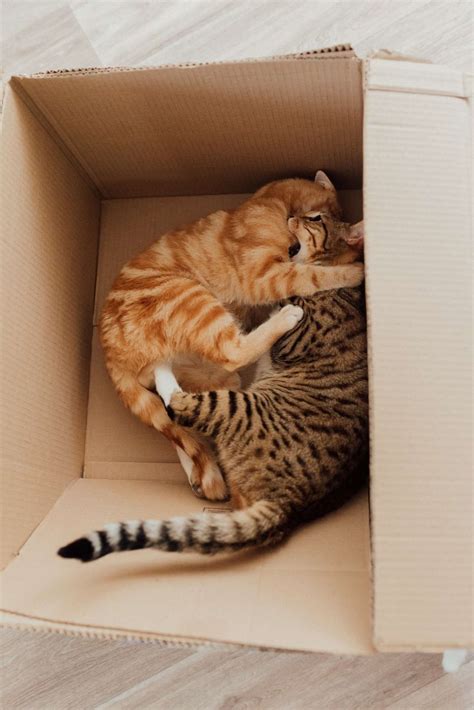 How Do Cats Have Sex? Exploring the Intricacies of Feline Mating - BarkLikeMeow