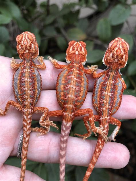 Baby Bearded Dragon