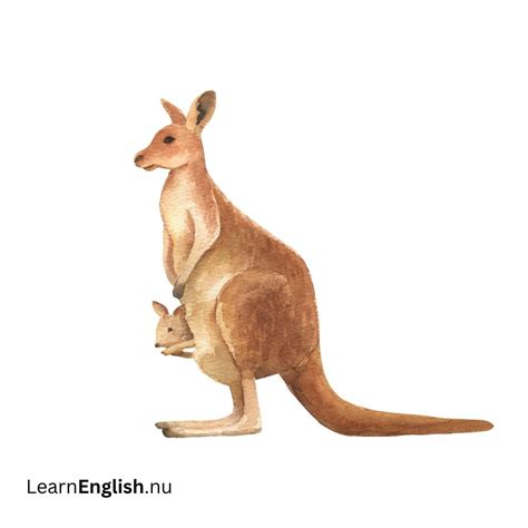 Wild Animals in Spanish: 46 Animal Names You Should Know - learn spanish