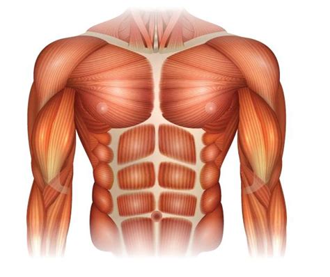 22,800+ Human Muscle Stock Illustrations, Royalty-Free Vector Graphics ...