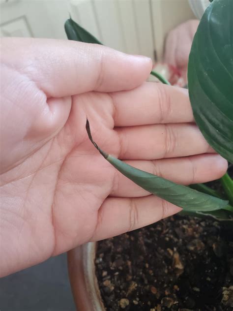 peace lily leaves all have brown tips? : r/plantclinic