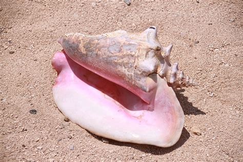 What Is A Conch In Afrikaans at Martha Cannon blog