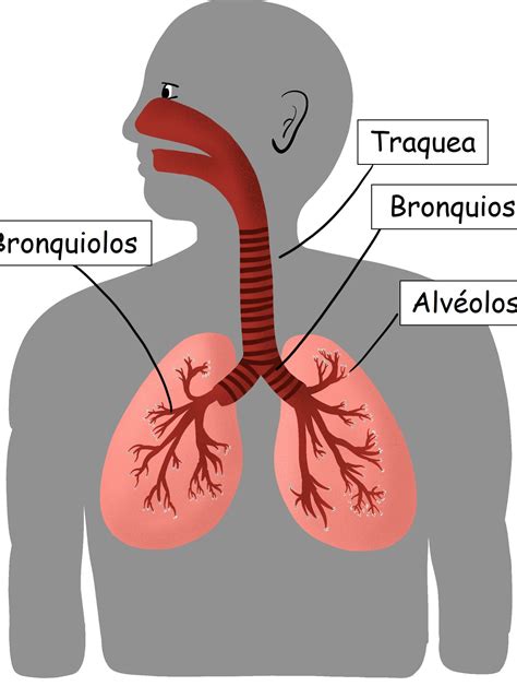 Agua en los pulmones: síntomas, causas y tratamiento