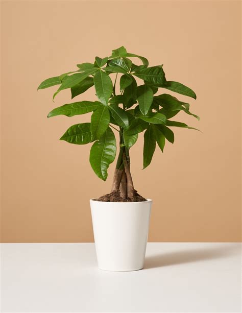 Plant of the month: Inviting good fortune with the Money Tree | SA ...