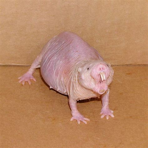 Ugliest Animals In The World 10 Ugliest Animals On The Planet – Page