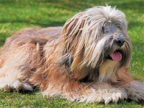 The Ultimate Guide to Tibetan Terriers: Breed Characteristics, Care ...