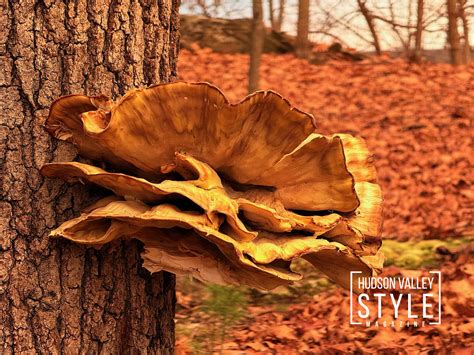 Black Creek Preserve: Where Hudson Valley’s Nature Meets Timeless ...