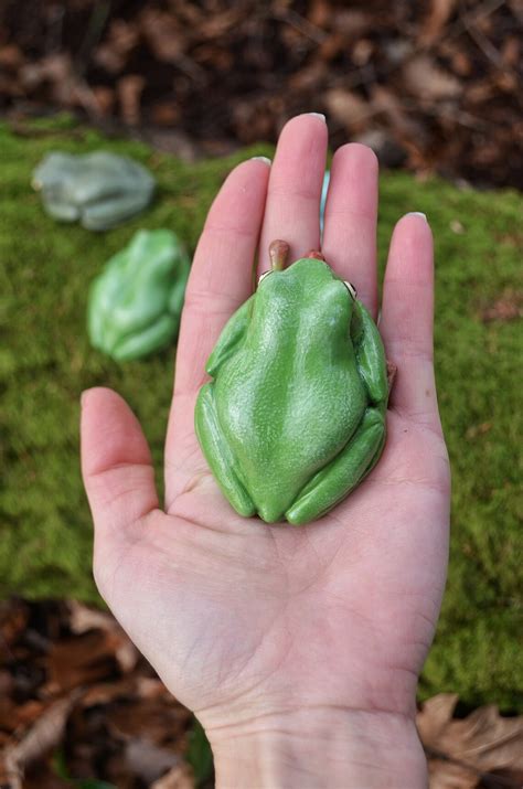 Frog Magnet Handmade Dumpy Frog Whites Tree Frog Australian Tree Frog ...