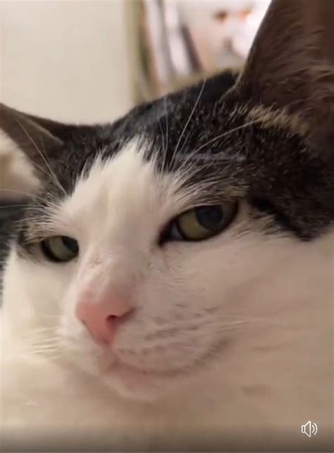 Pin by Matahari Omar Sheliza Abdul Ra on ♥️♥️CATS&KITTY♥️♥️ | Funny cat ...