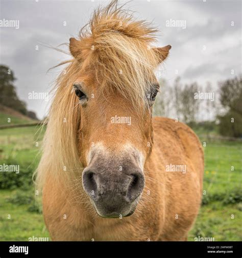Close, front view head shot of a beautiful chestnut pony/ horse ...