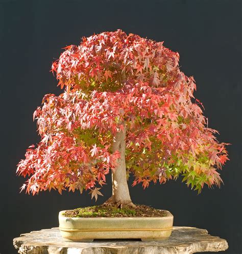 Japanese Maple Bonsai | How to Take Care of a Bonsai Tree
