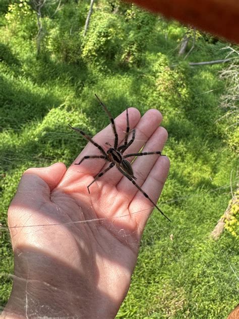 Grass Spider Size Agelenopsis American Grass Spider USA Spiders