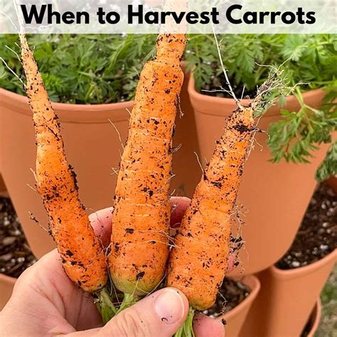 When to Harvest Carrots - Together Time Family