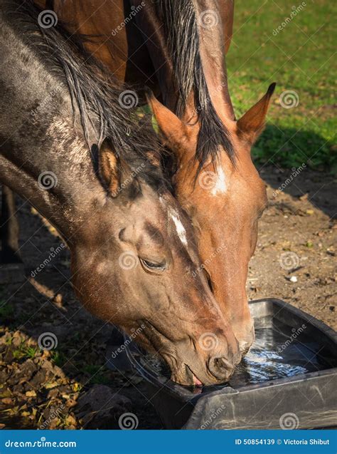 Two Horses Drinking Water in Bucket Stock Image - Image of drinking ...