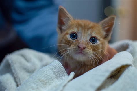 How To Tell If A Kitten Will Have Blue Eyes