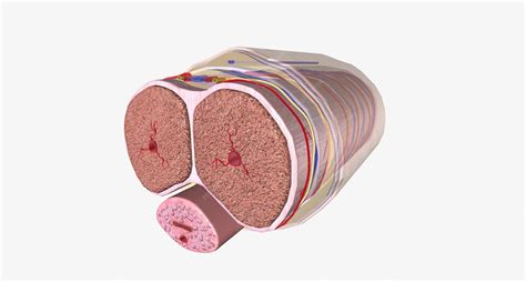 Premium Photo | Regular erection penis cross section