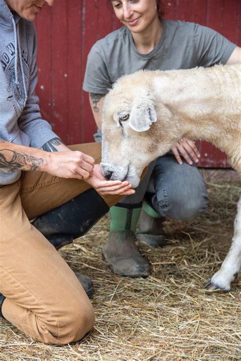 Lancaster Farm Sanctuary's moving to bigger pastures, with room to ...